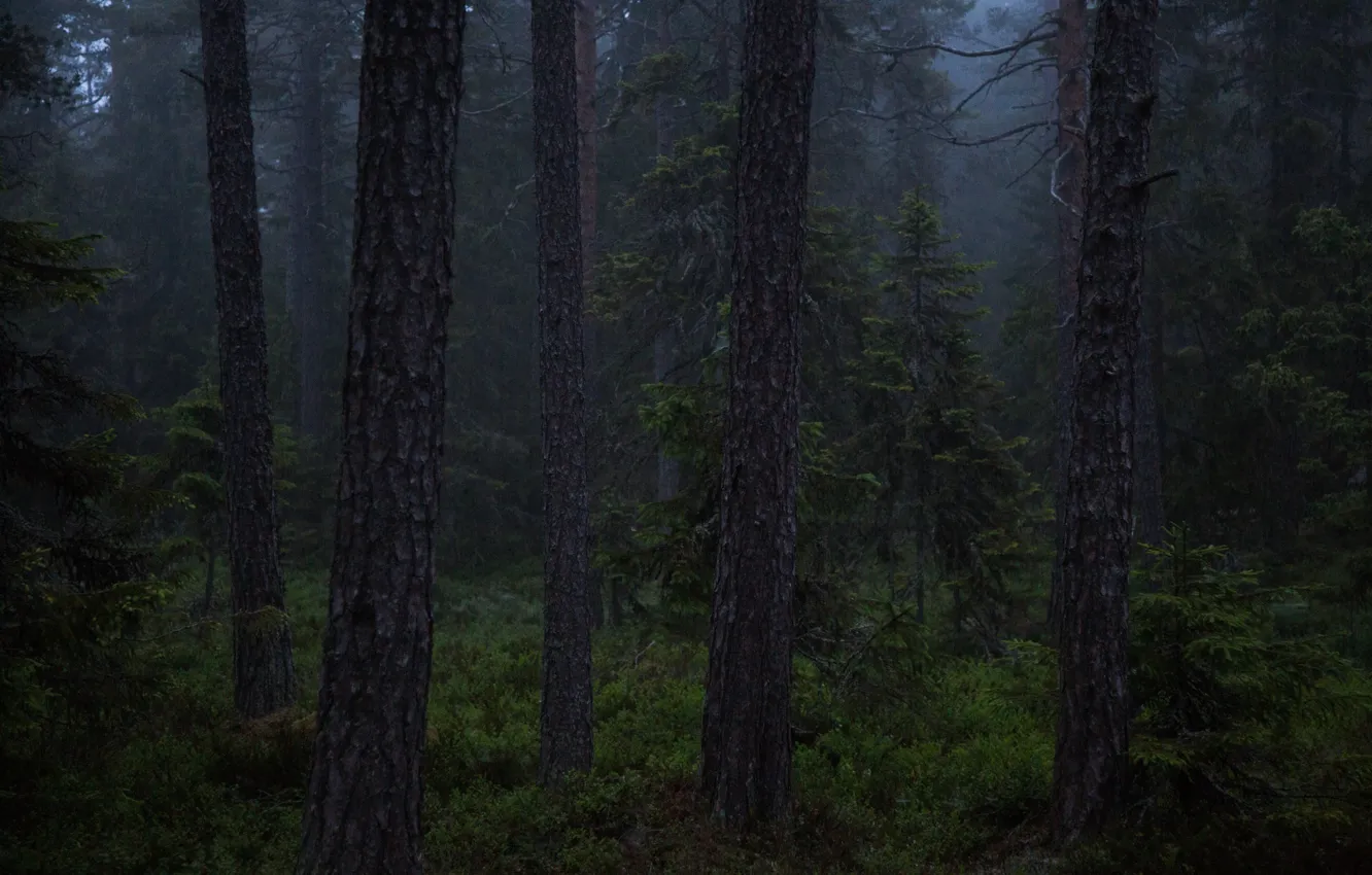 Фото обои лес, лето, деревья, природа, Швеция, сумерки, Sweden