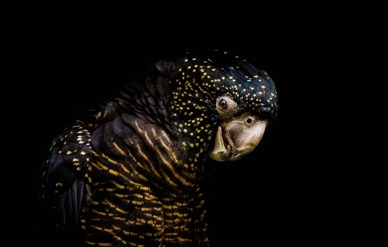 Фото обои птица, попугай, чёрный фон, тёмный фон, Траурный какаду Бэнкса, Red-tailed black cockatoo