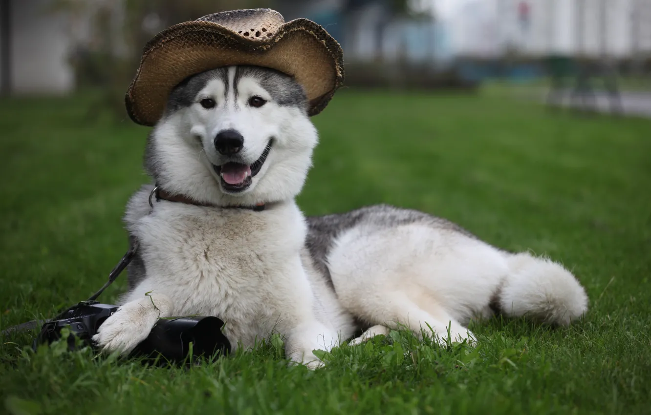 Фото обои трава, собака, шляпа, фотоаппарат, лежит, лайка, пёс, охраняет