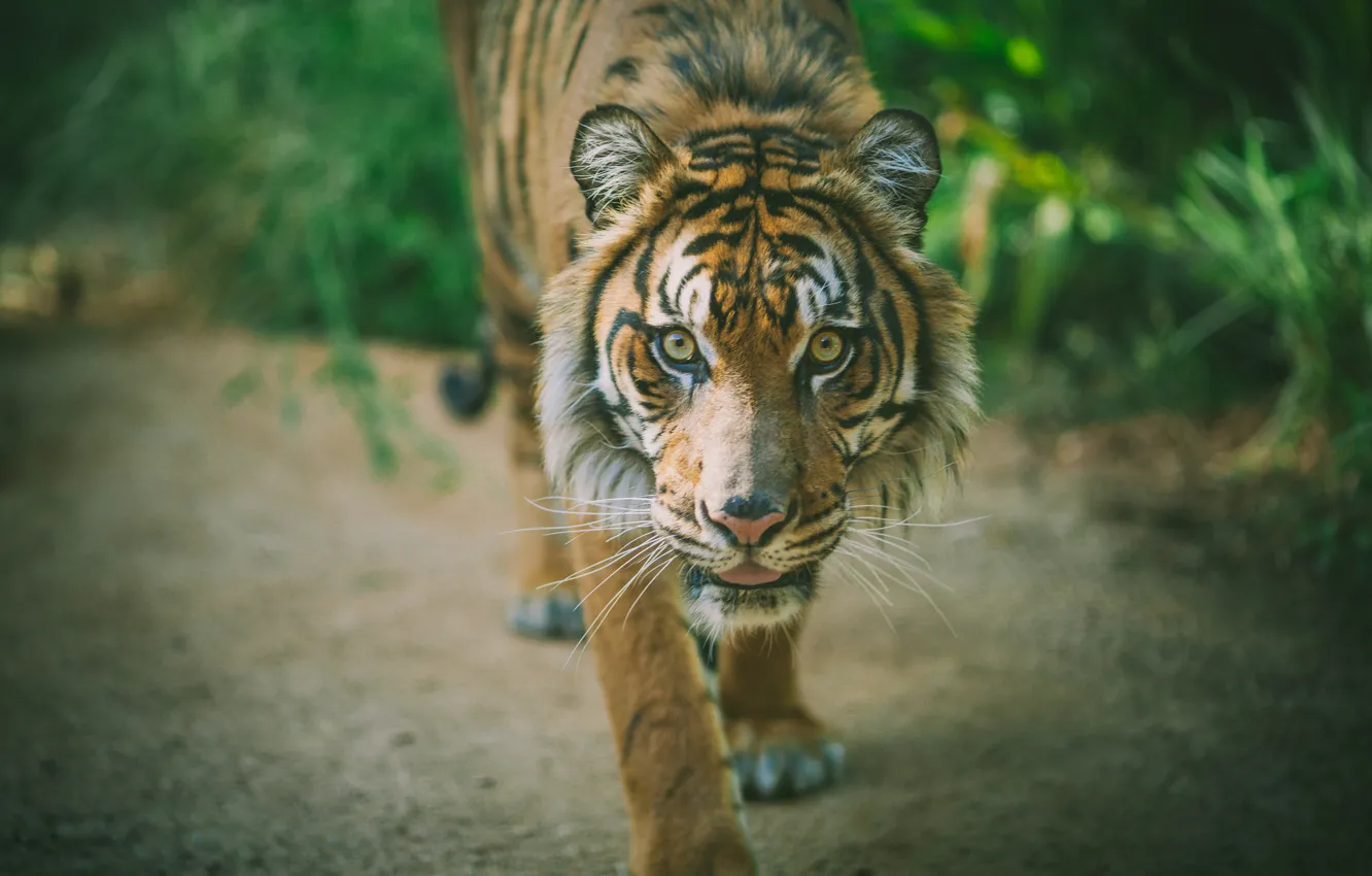 Фото обои тигр, животное, хищник