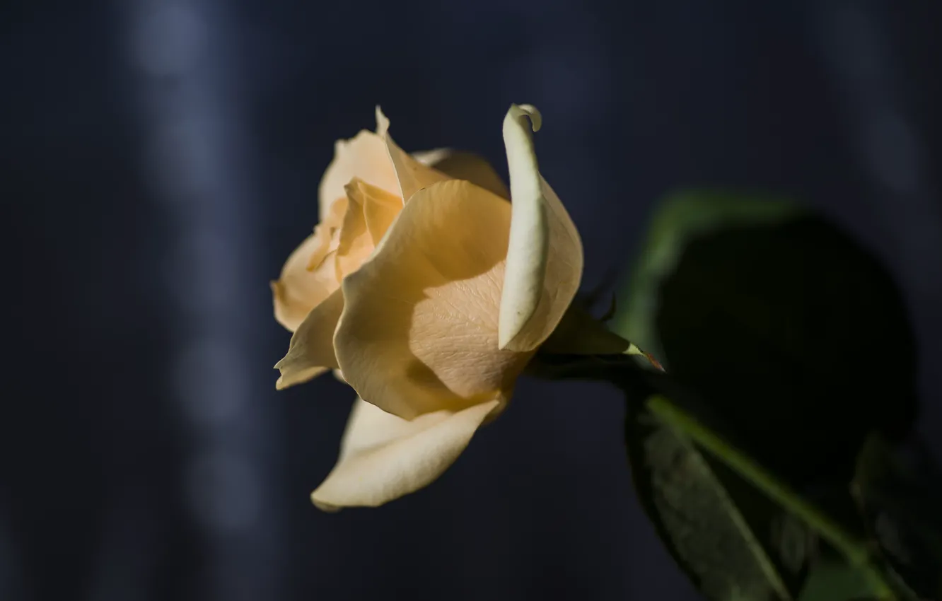 Фото обои макро, цветы, фон, розы