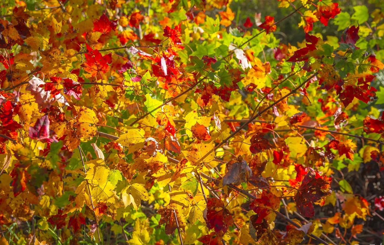 Фото обои осень, листья, ветки, желтый, красный