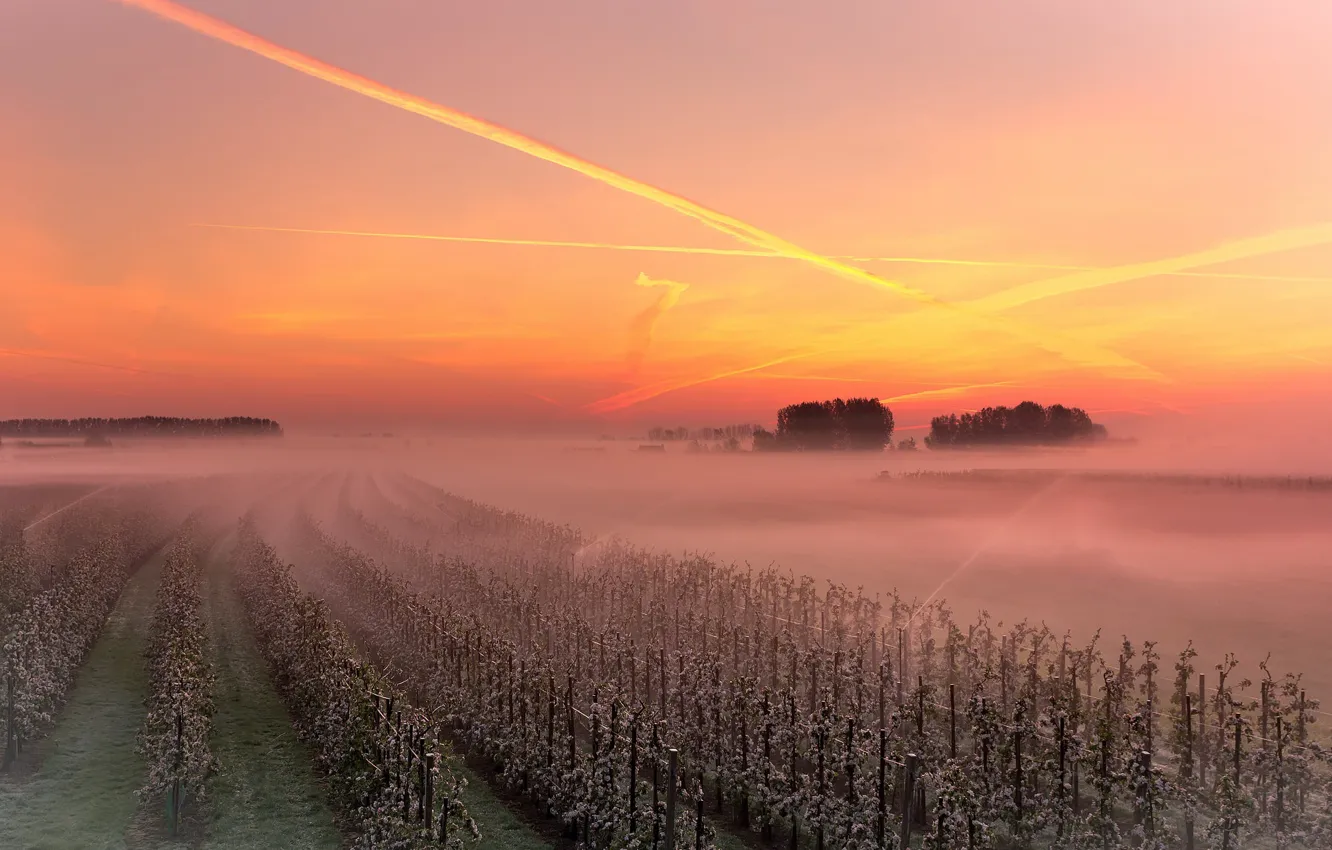 Фото обои закат, туман, виноградник
