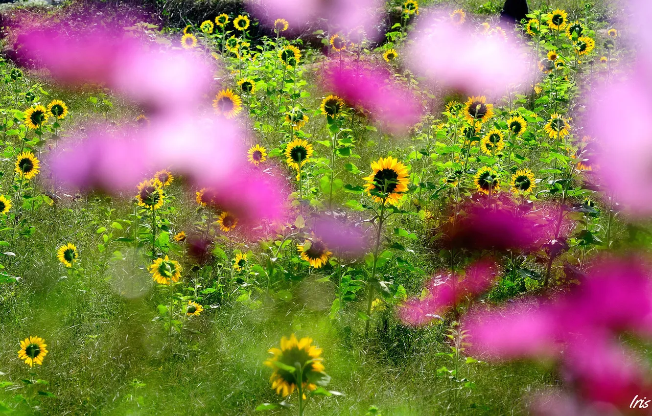 Фото обои поле, подсолнухи, цветы, фокус, размытость, розовые