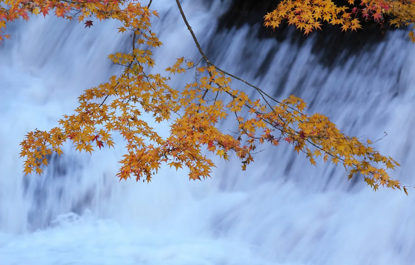 Фото обои осень, листья, река, поток, ветка