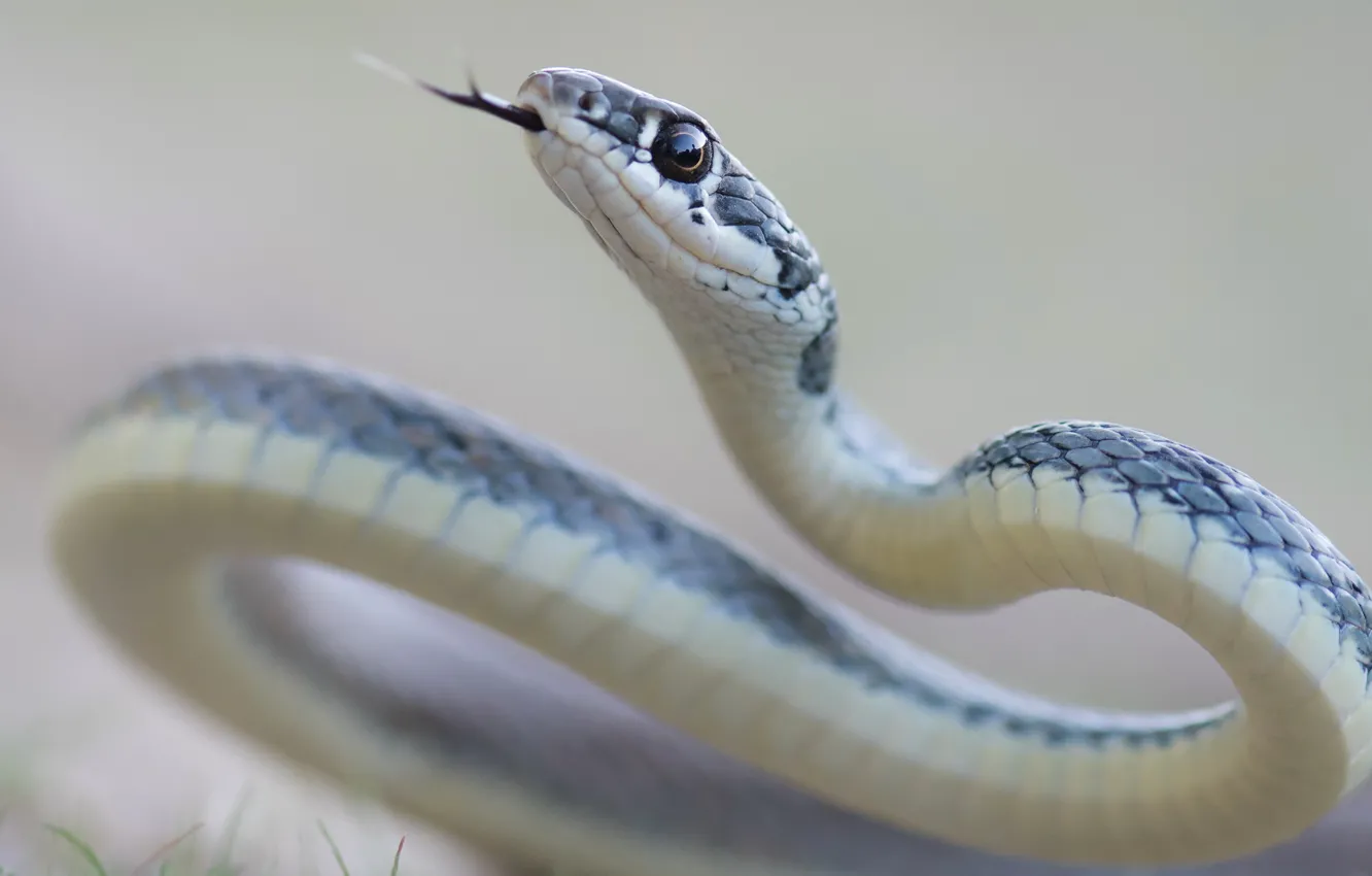 Фото обои природа, фон, змея, Dahl's Whip Snake