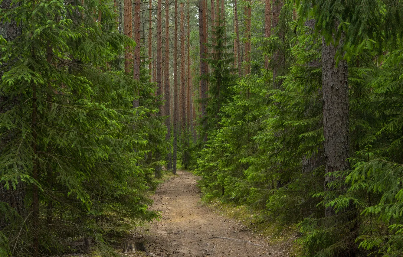 Фото обои дорога, лес, путь, елка, тропа, сосна
