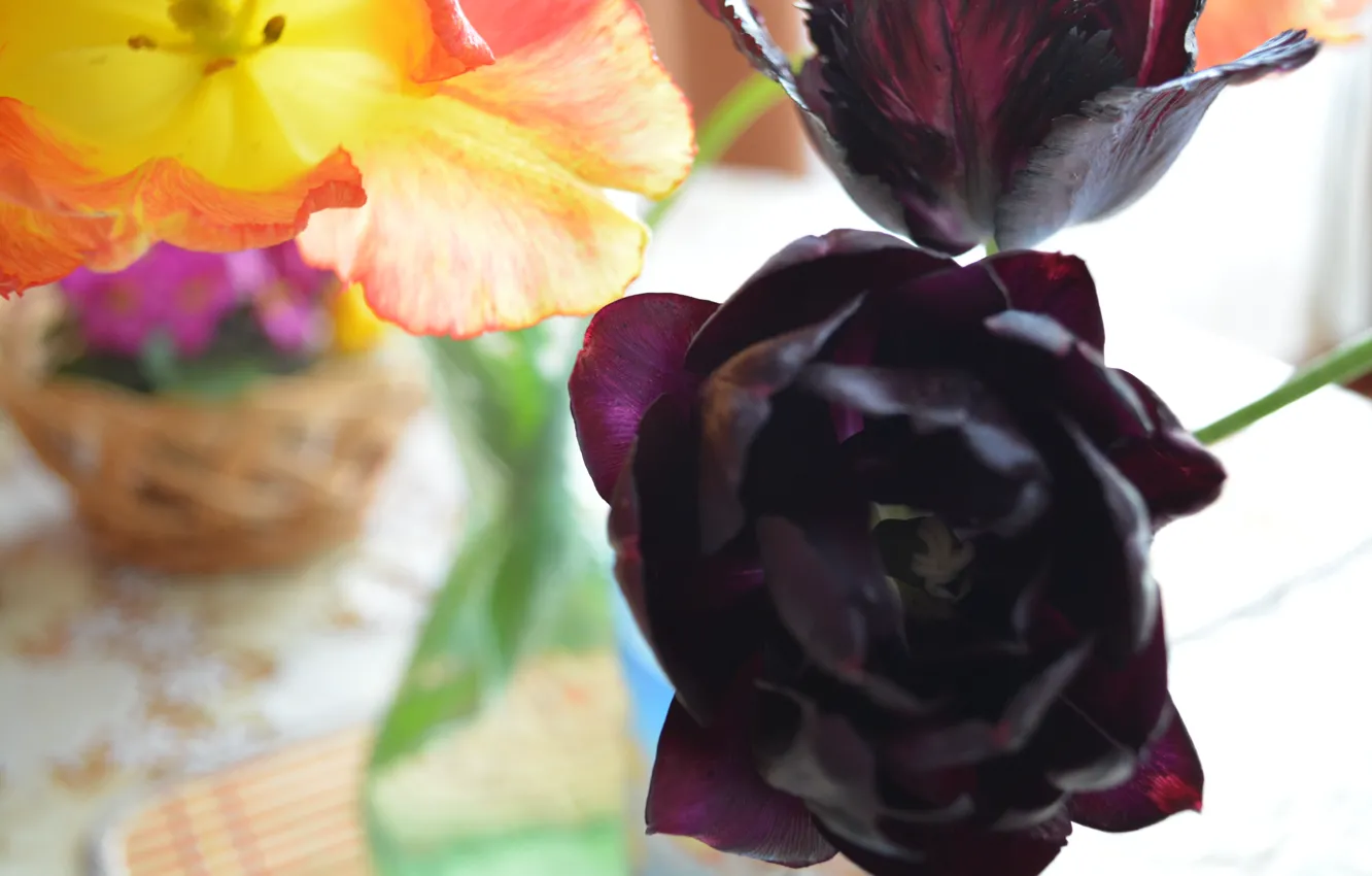 Фото обои фиолетовый, макро, цветы