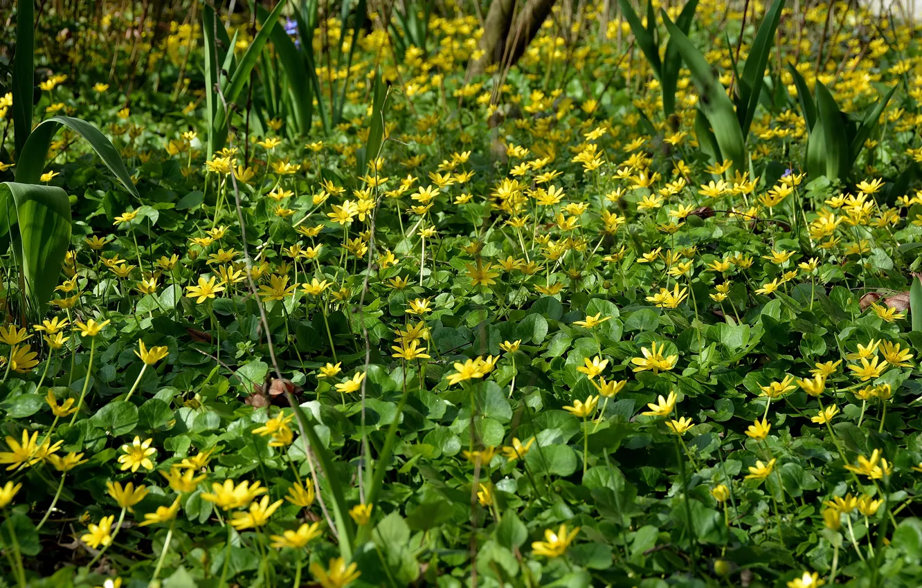 Фото обои Поле, Трава, Весна, Nature, Grass, Spring, Цветение, Field
