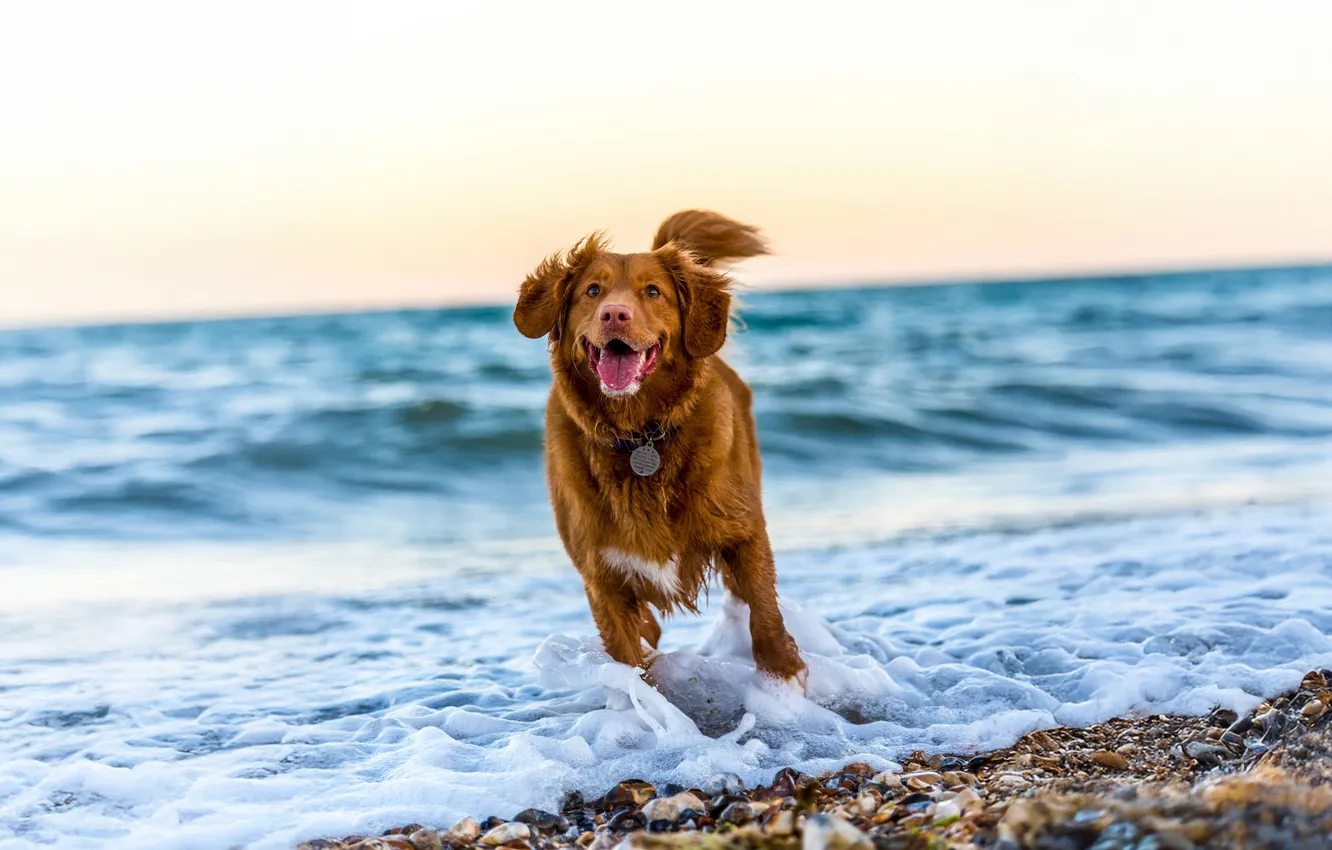 Фото обои duck, retriever, tolling, nova scotia