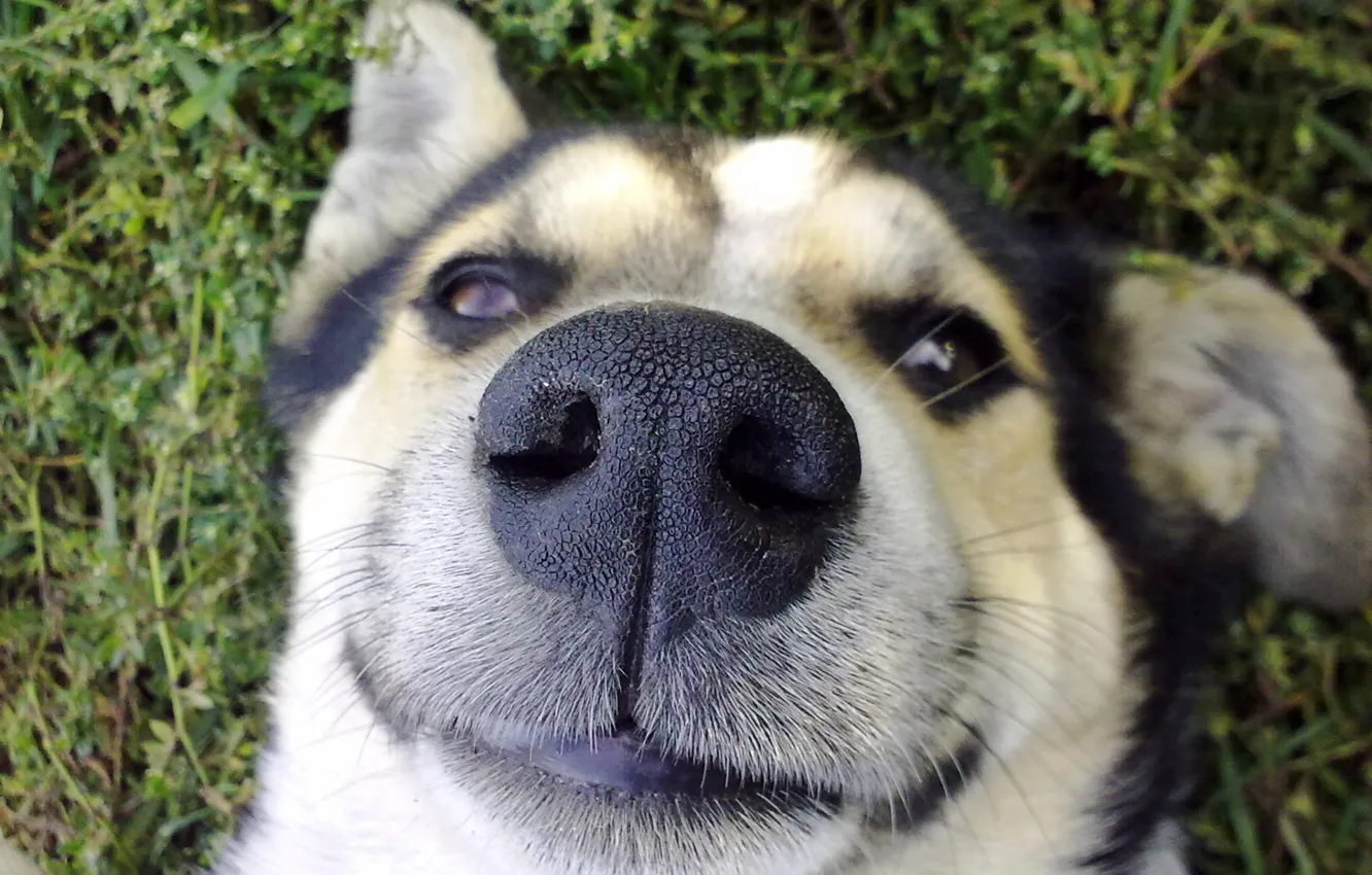 Фото обои трава, Собака, нос, ноздри