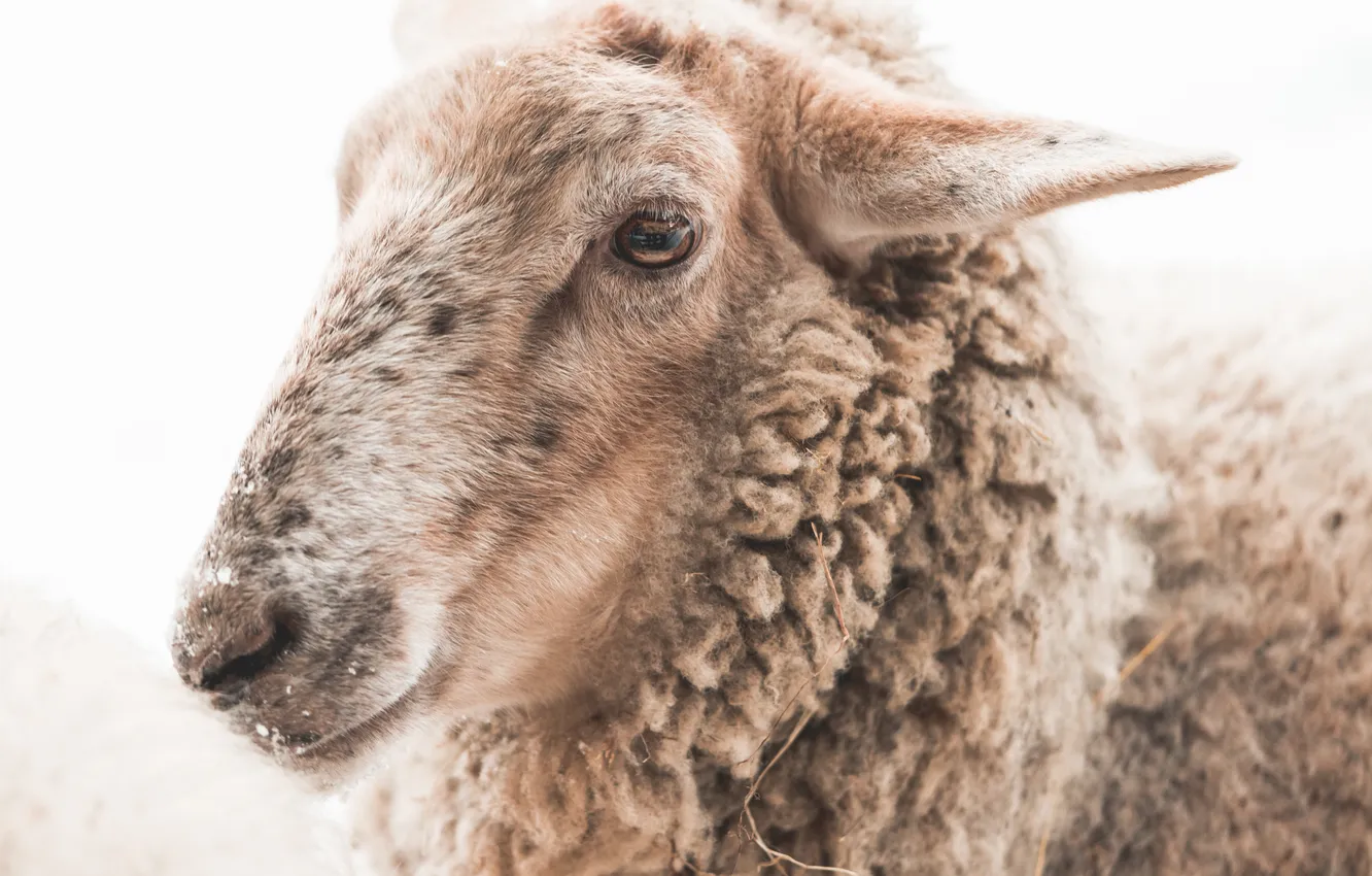 Фото обои sheep, head, wool