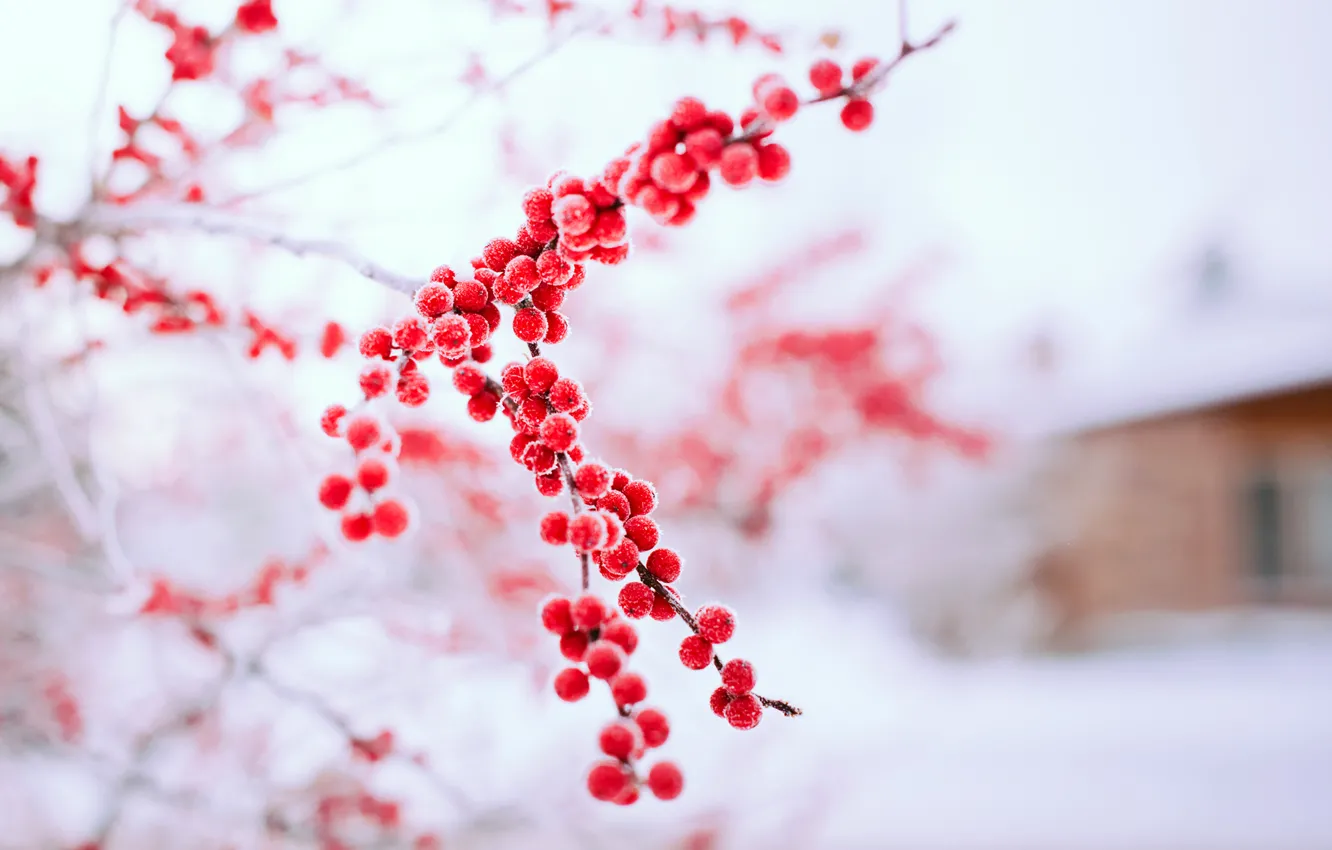 Фото обои зима, снег, природа, ягоды, дерево, ветка, красные