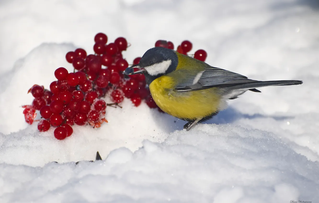 Фото обои зима, птица, синица, фотоохота