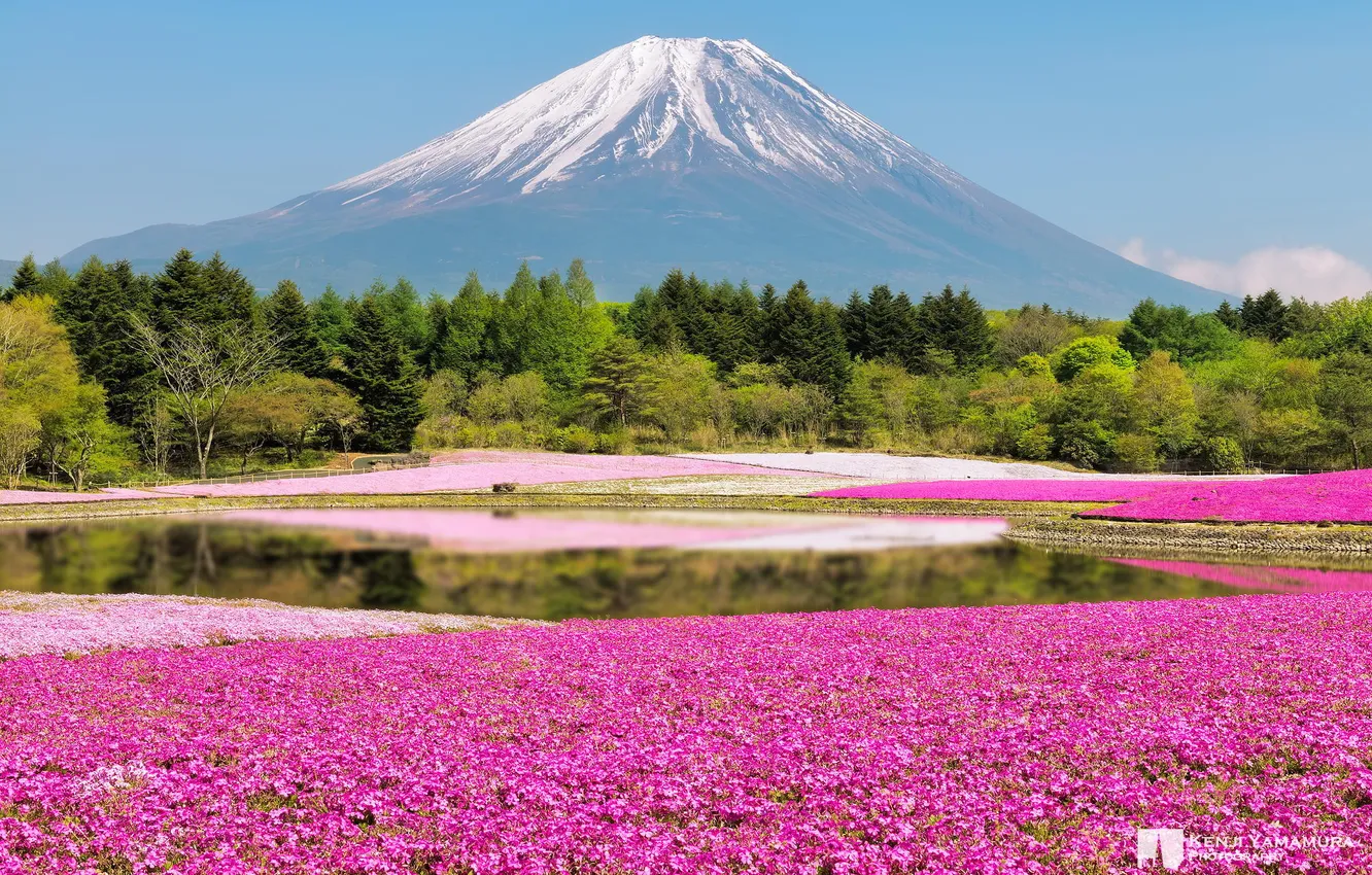 Фото обои лес, цветы, гора, Япония, Фудзи, photographer, Kenji Yamamura
