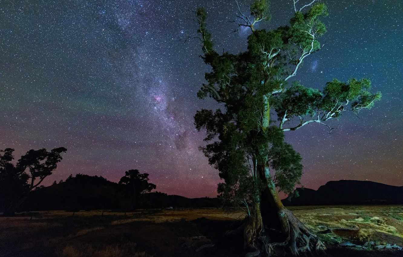 Фото обои космос, звезды, природа, дерево, млечный путь