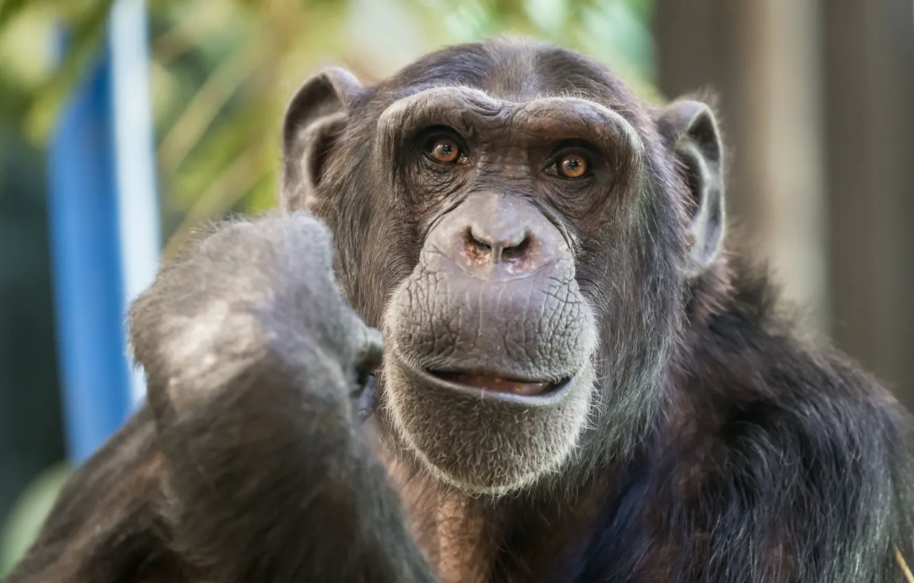Фото обои взгляд, обезьяна, Chimpanzee