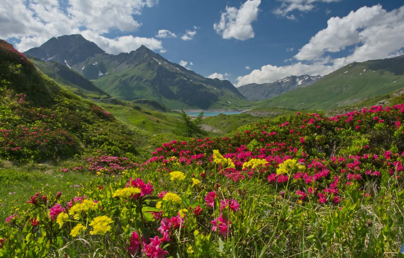 Фото обои горы, озеро, Франция, Альпы, France, плато, Alps, рододендроны