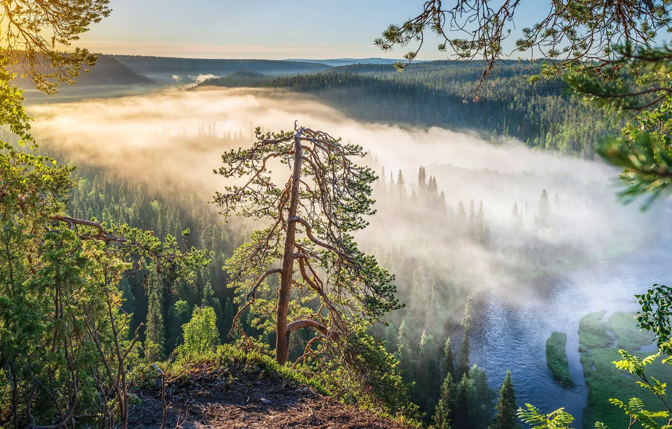 Фото обои лес, деревья, туман, река, рассвет, утро, Финляндия, Finland