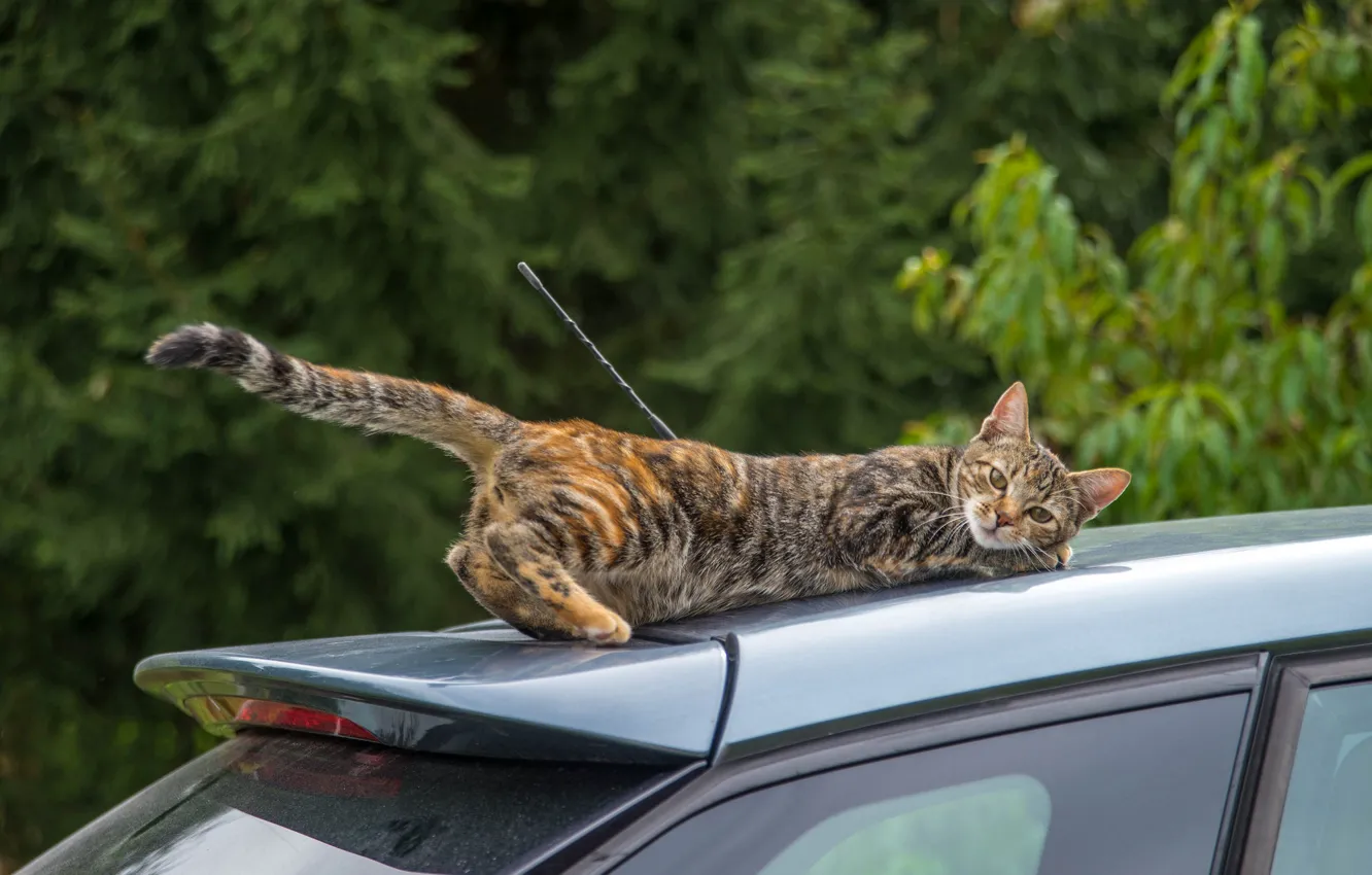 Фото обои машина, авто, кошка, кот, ситуация, хвост, поездка, на крыше