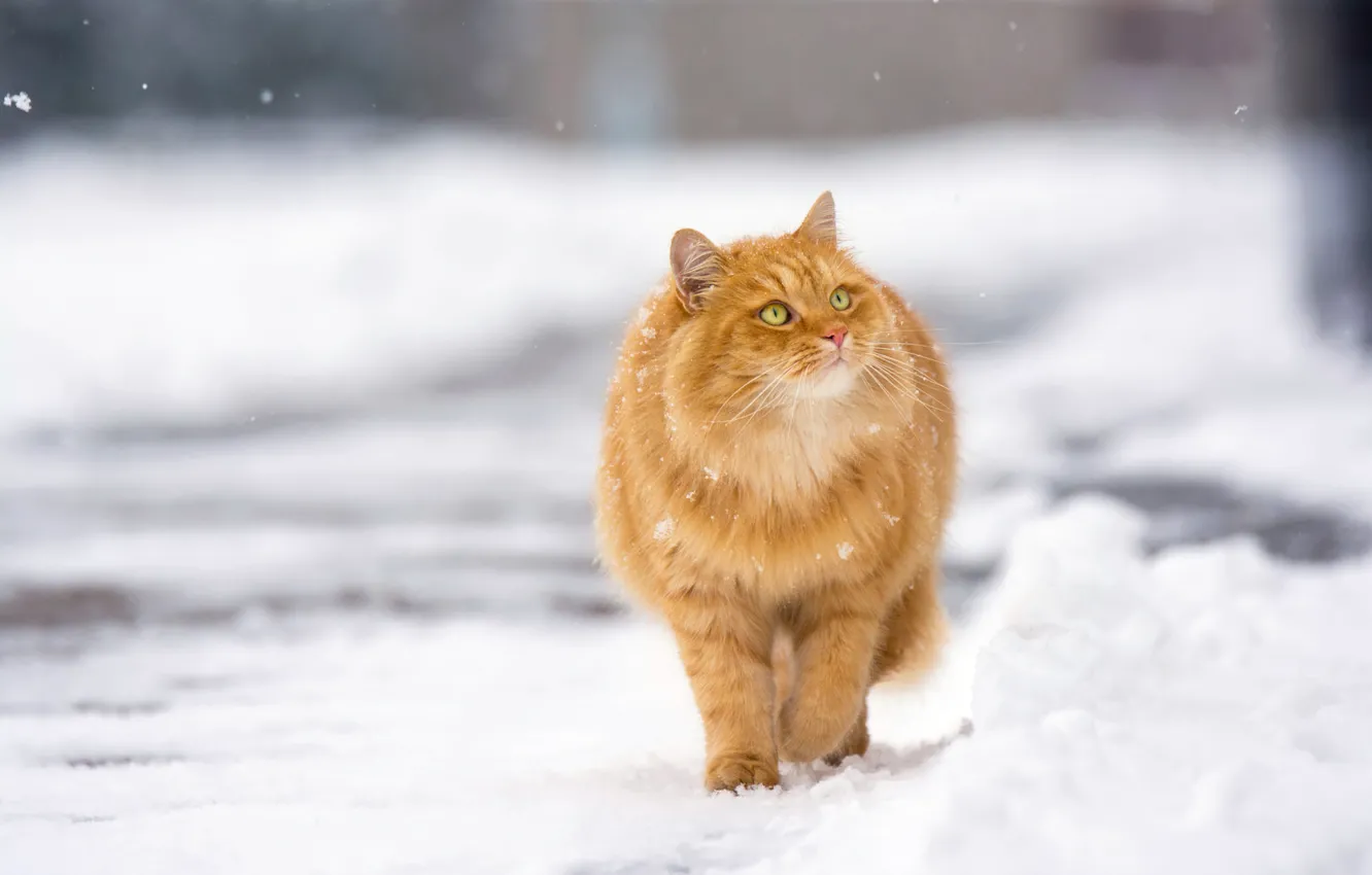 Фото обои зима, кот, снег, рыжий, прогулка