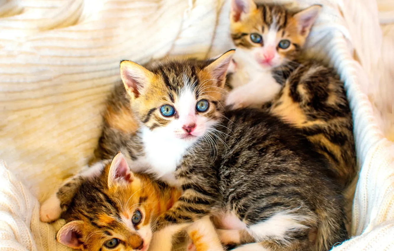 Фото обои котята, малыши, трио, троица