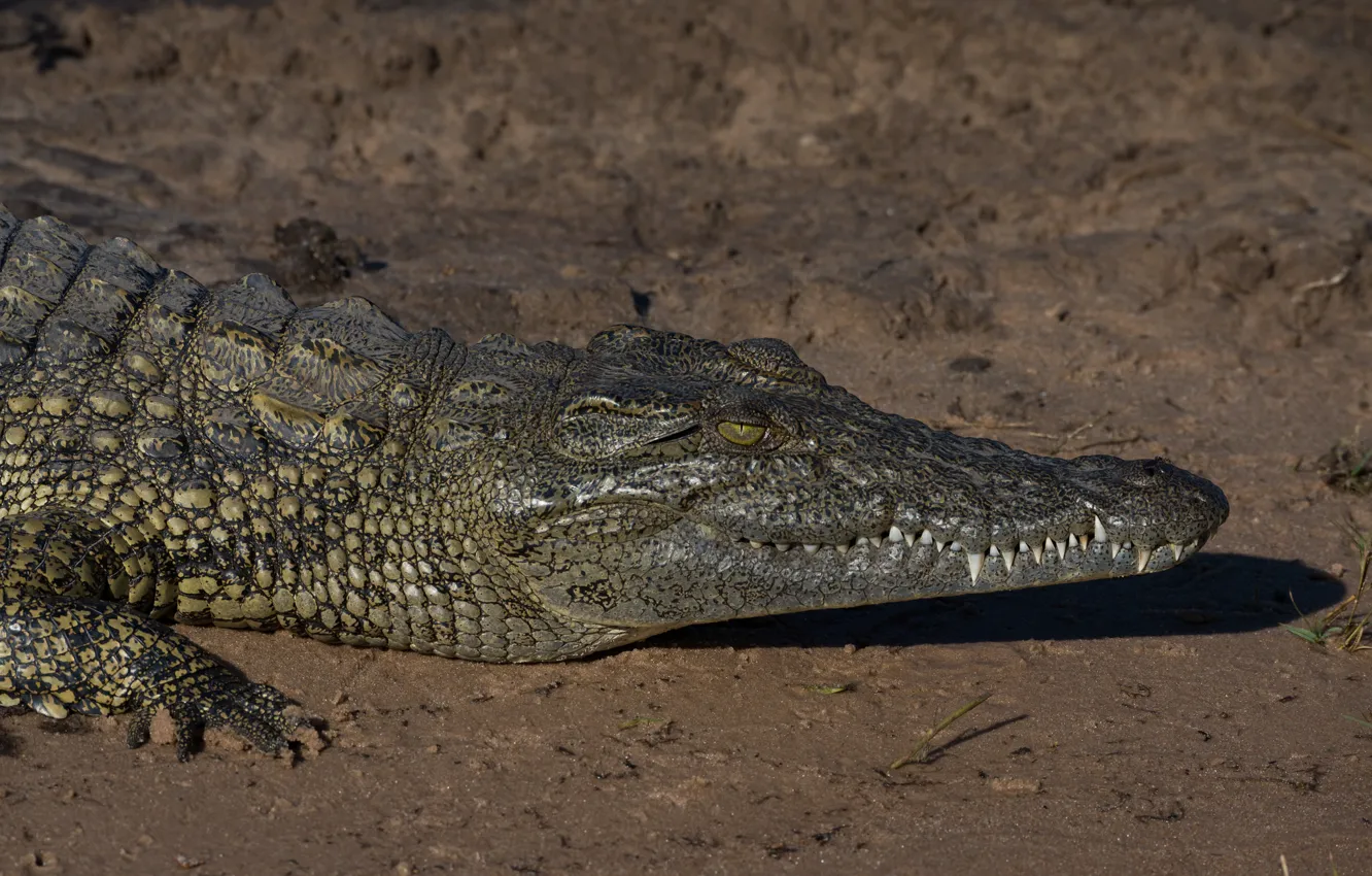 Фото обои песок, природа, крокодил