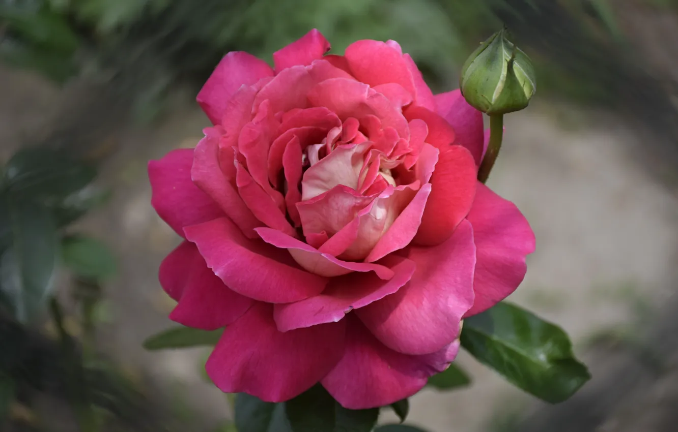 Фото обои Роза, Rose, Розовая роза, Pink rose