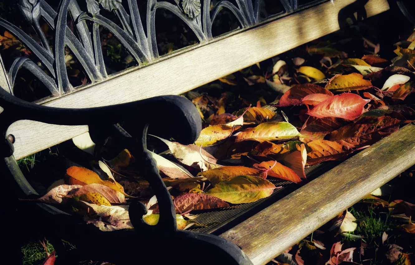 Фото обои осень, листья, свет, скамейка, листва, осенние, ворох листьев, осенние листья