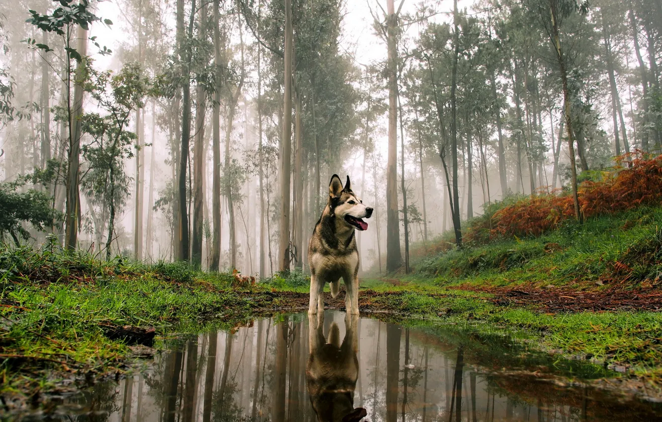 Фото обои лес, взгляд, друг, собака