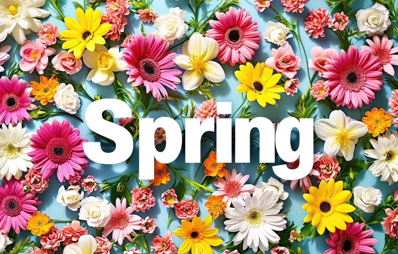 Фото обои цветы, весна, colorful, flowers, spring