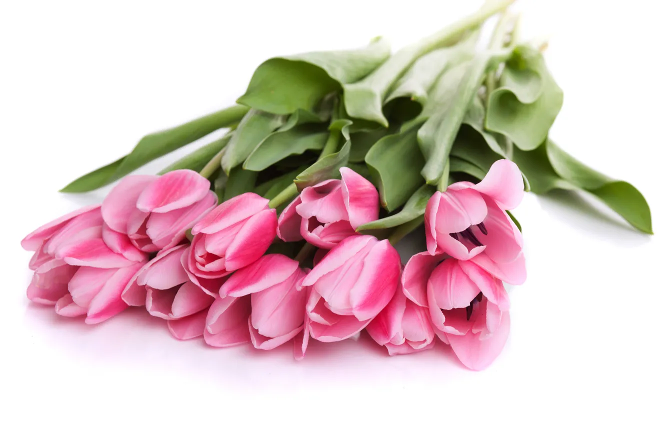 Фото обои Pink, тюльпаны, розовые, color, Tulips