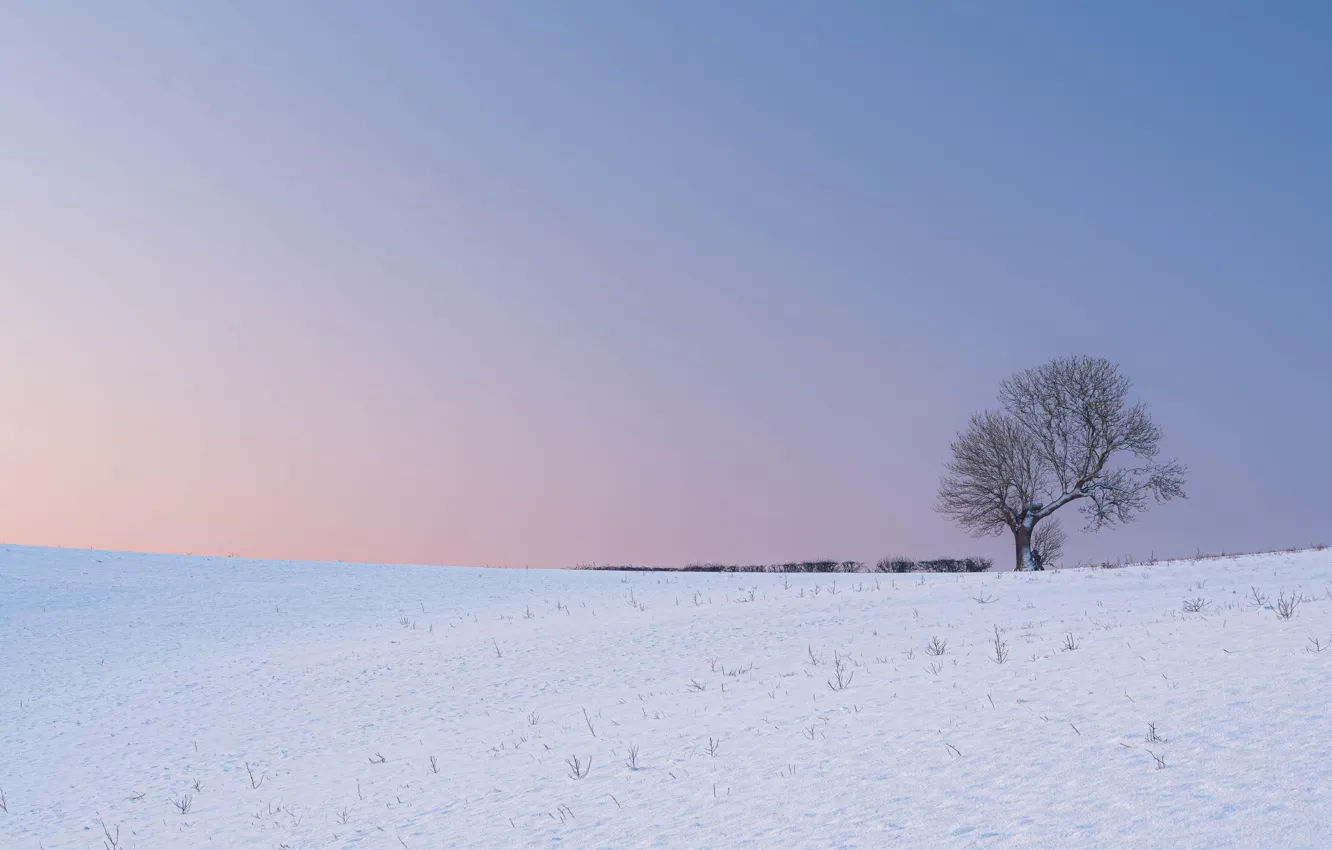 Фото обои winter, snow, tree, morning