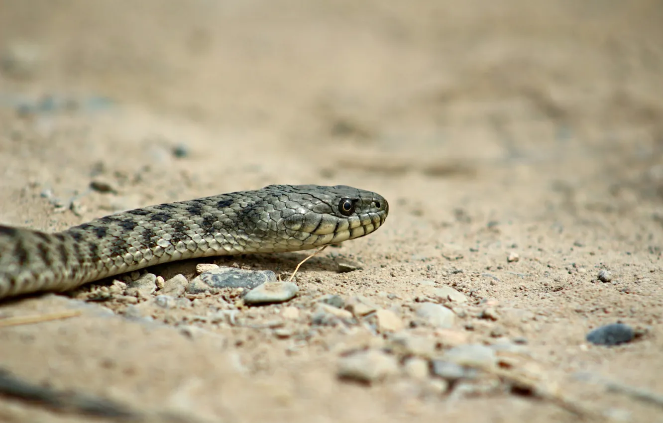 Фото обои песок, фон, змея, хищник, рептилия