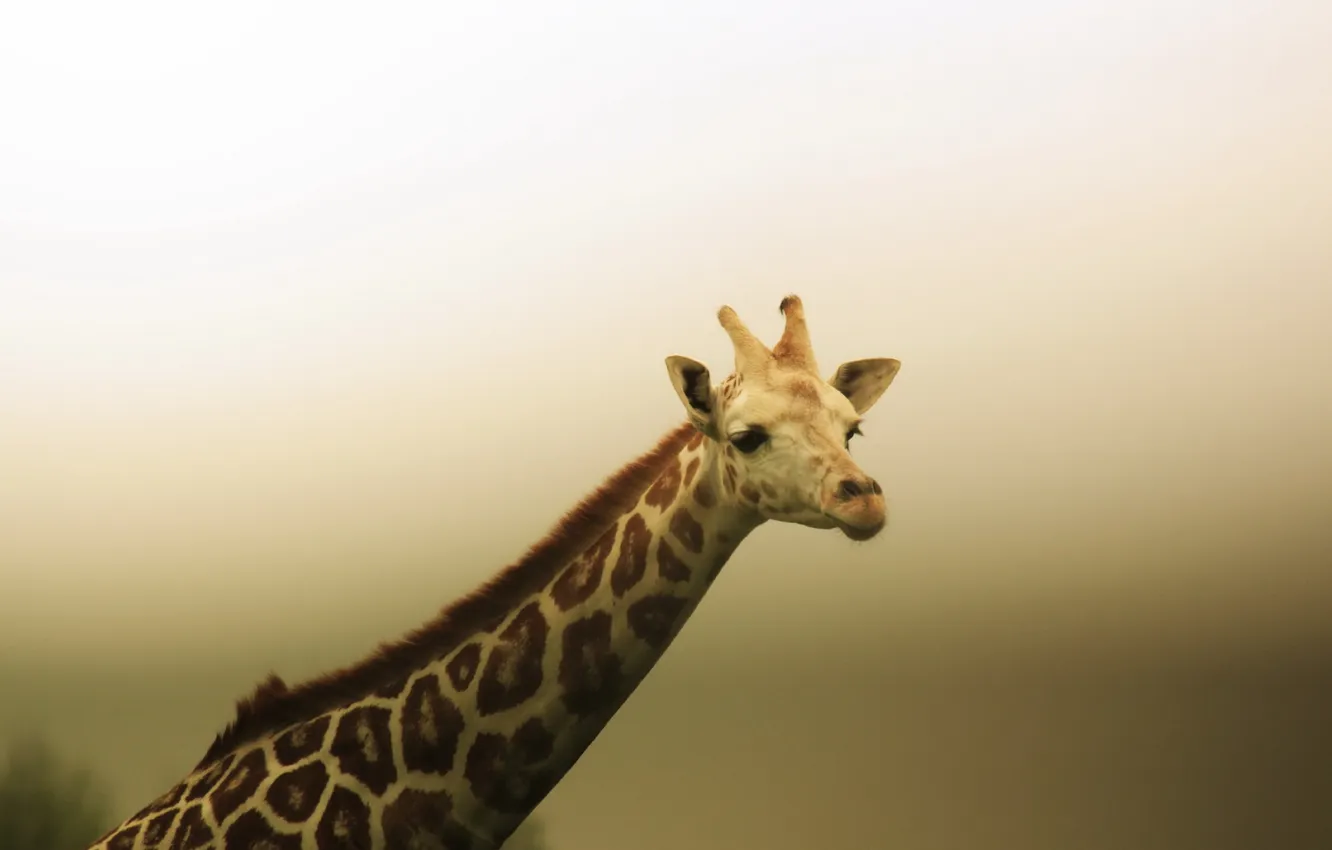 Фото обои nature, zoo, Giraffe