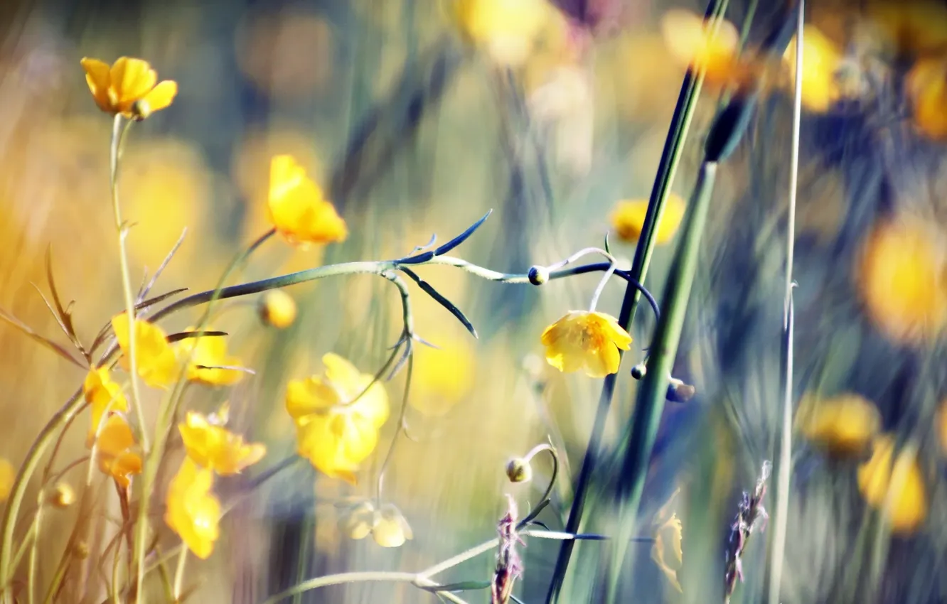 Фото обои поле, цветок, макро, поляна, растение, стебель, vibrant life