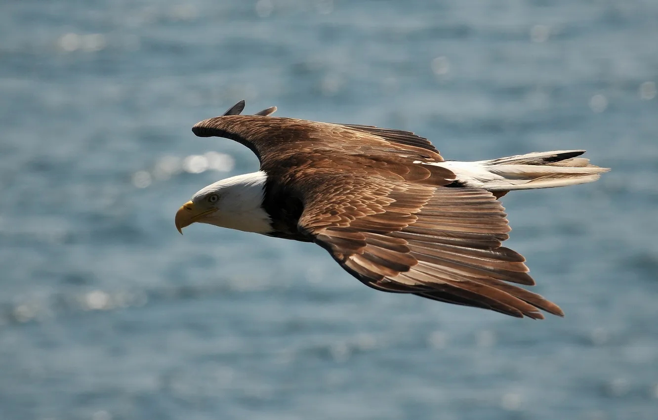 Фото обои свобода, полет, высота, крылья, орлан, хищная птица