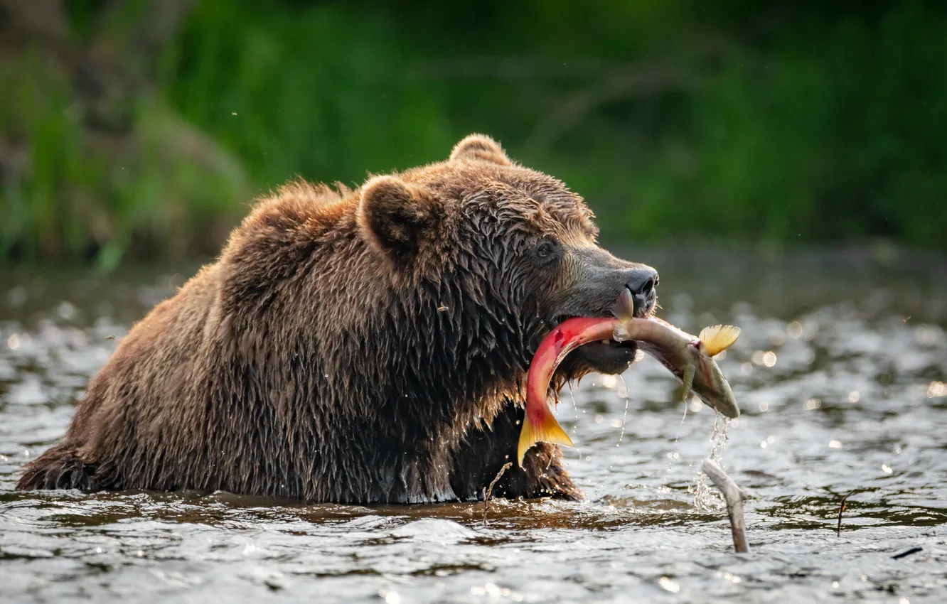 Фото обои bear, food, fishing, nourishment