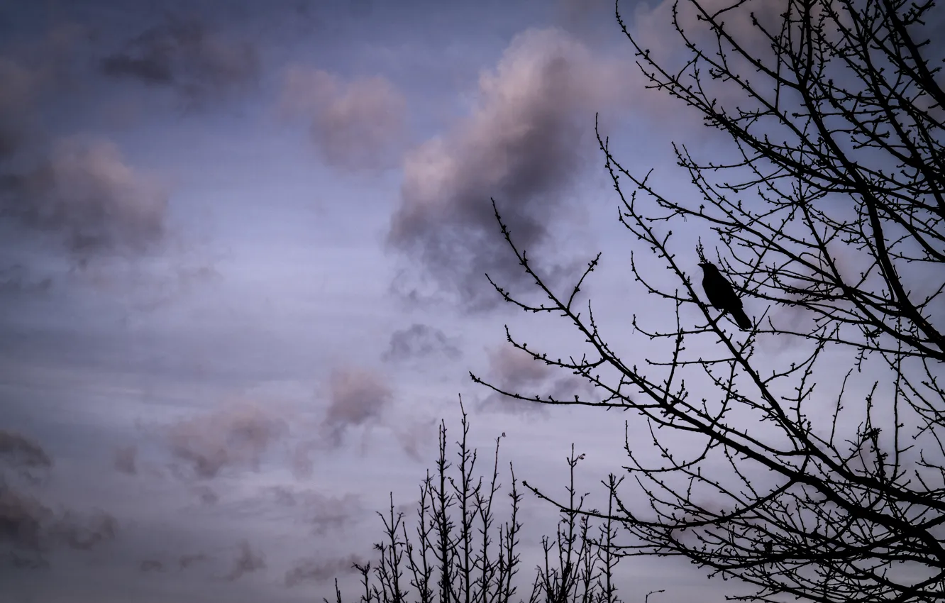 Фото обои Clouds, Sky, Winter, Tree, Bird, Branches, Crow