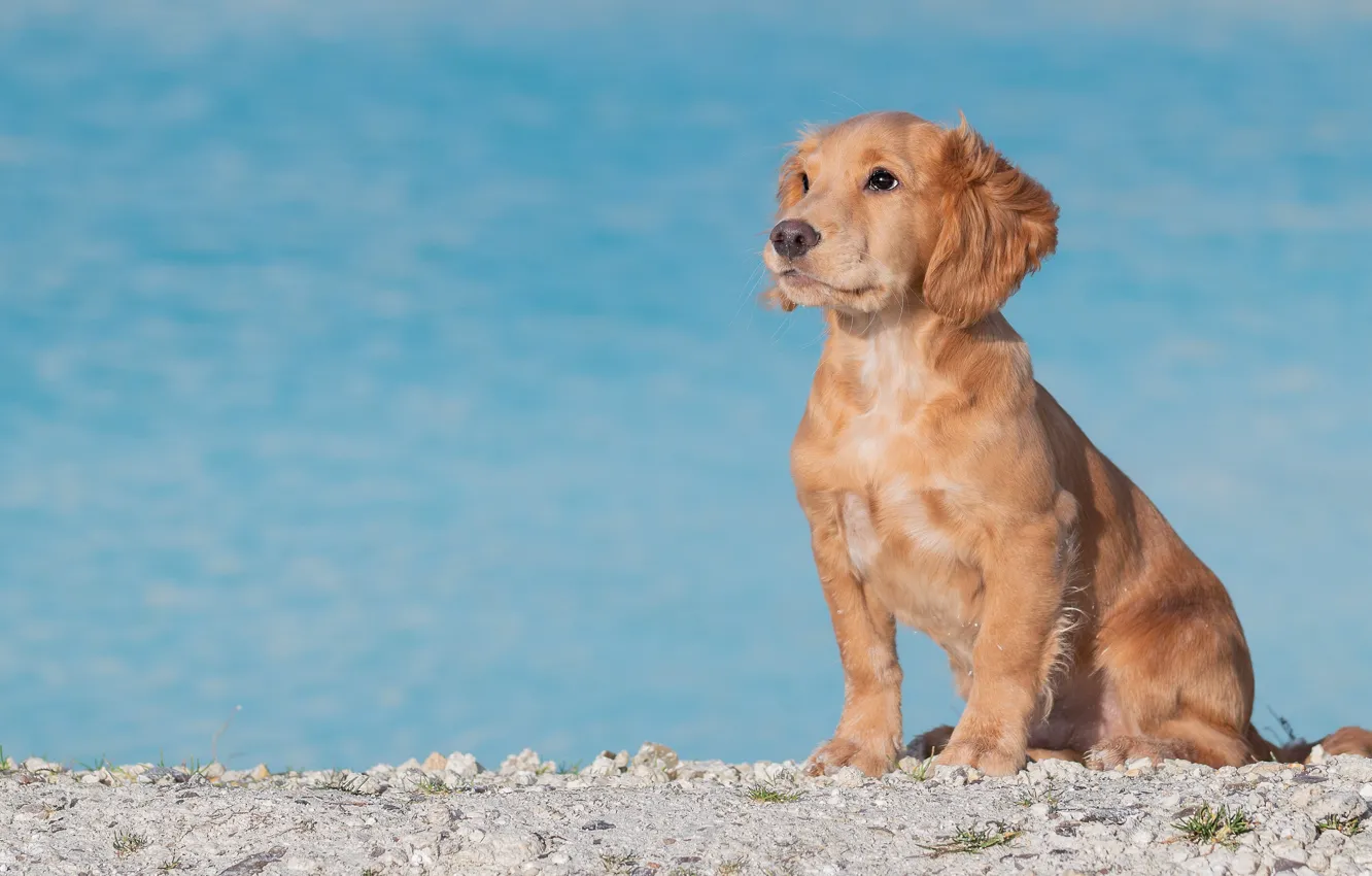 Фото обои взгляд, берег, собака, щенок, сидит, водоем, спаниель