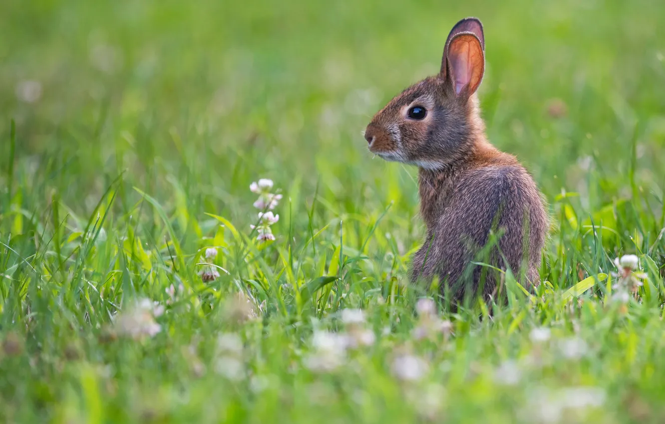 Фото обои трава, поляна, заяц, малыш, зайчик, зайчонок