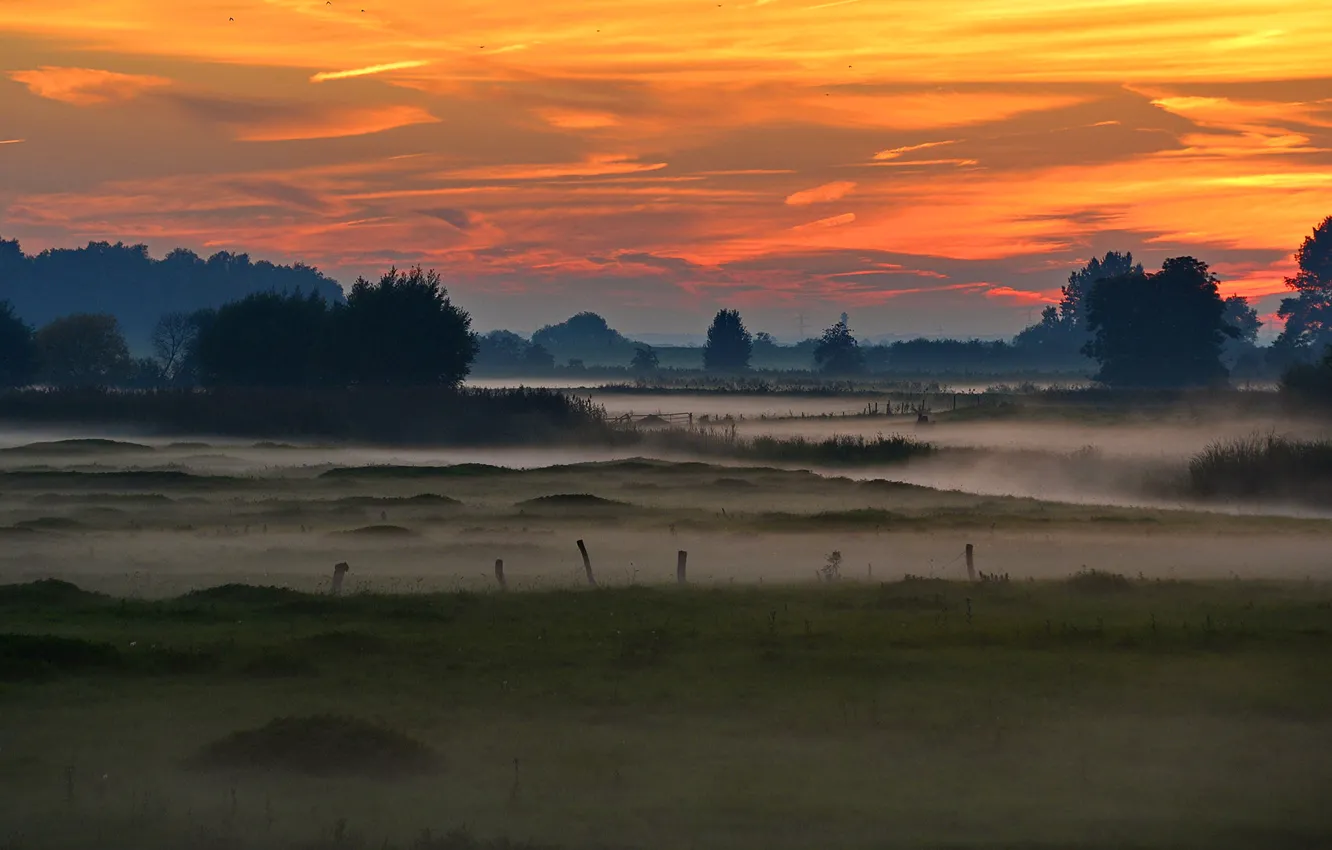 Фото обои деревья, туман, Германия, зарево, болота, Шлезвиг-Гольштейн, долина Эльбы, Ведель