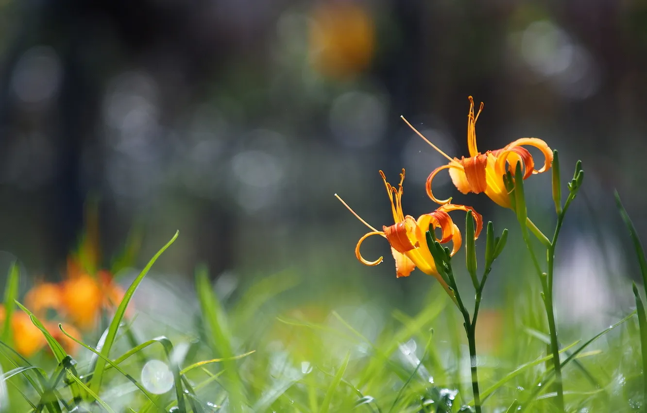 Фото обои трава, цветы, блики, оранжевые, лилиии