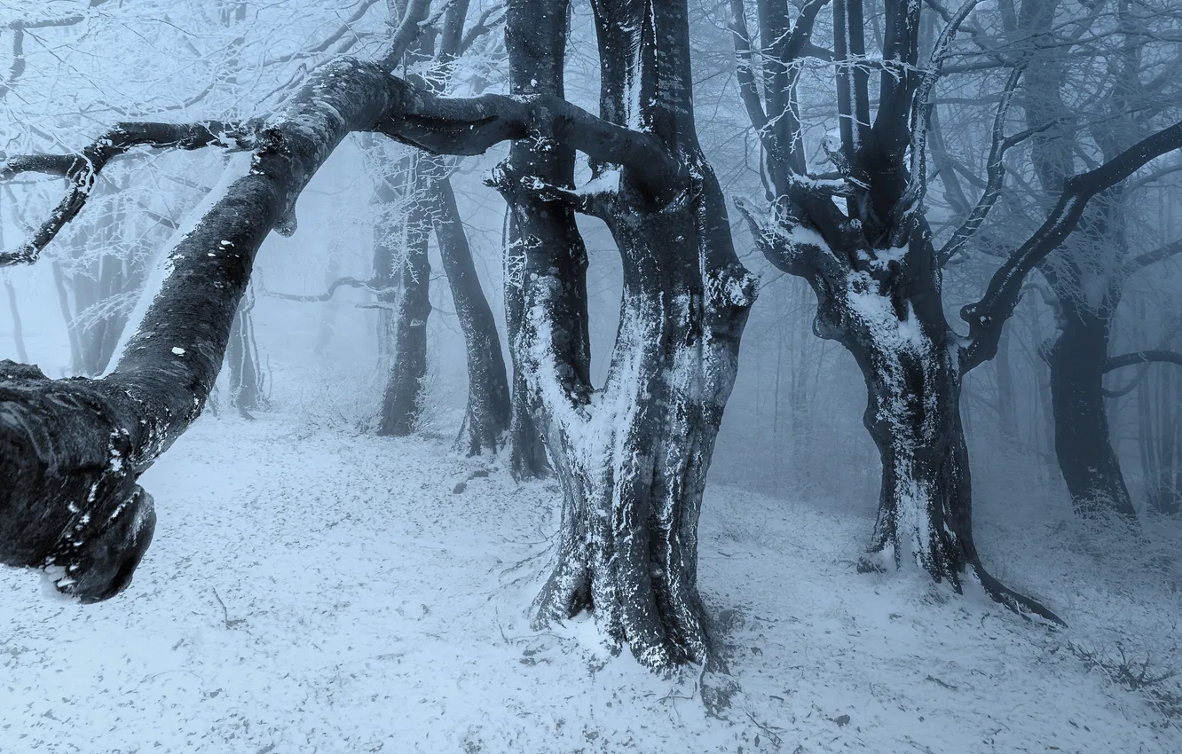 Фото обои ice, forest, snow, tree, cold