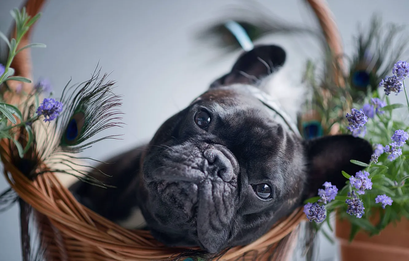 Фото обои взгляд, цветы, корзина, собака, перья, мордашка, пёсик, Французский бульдог