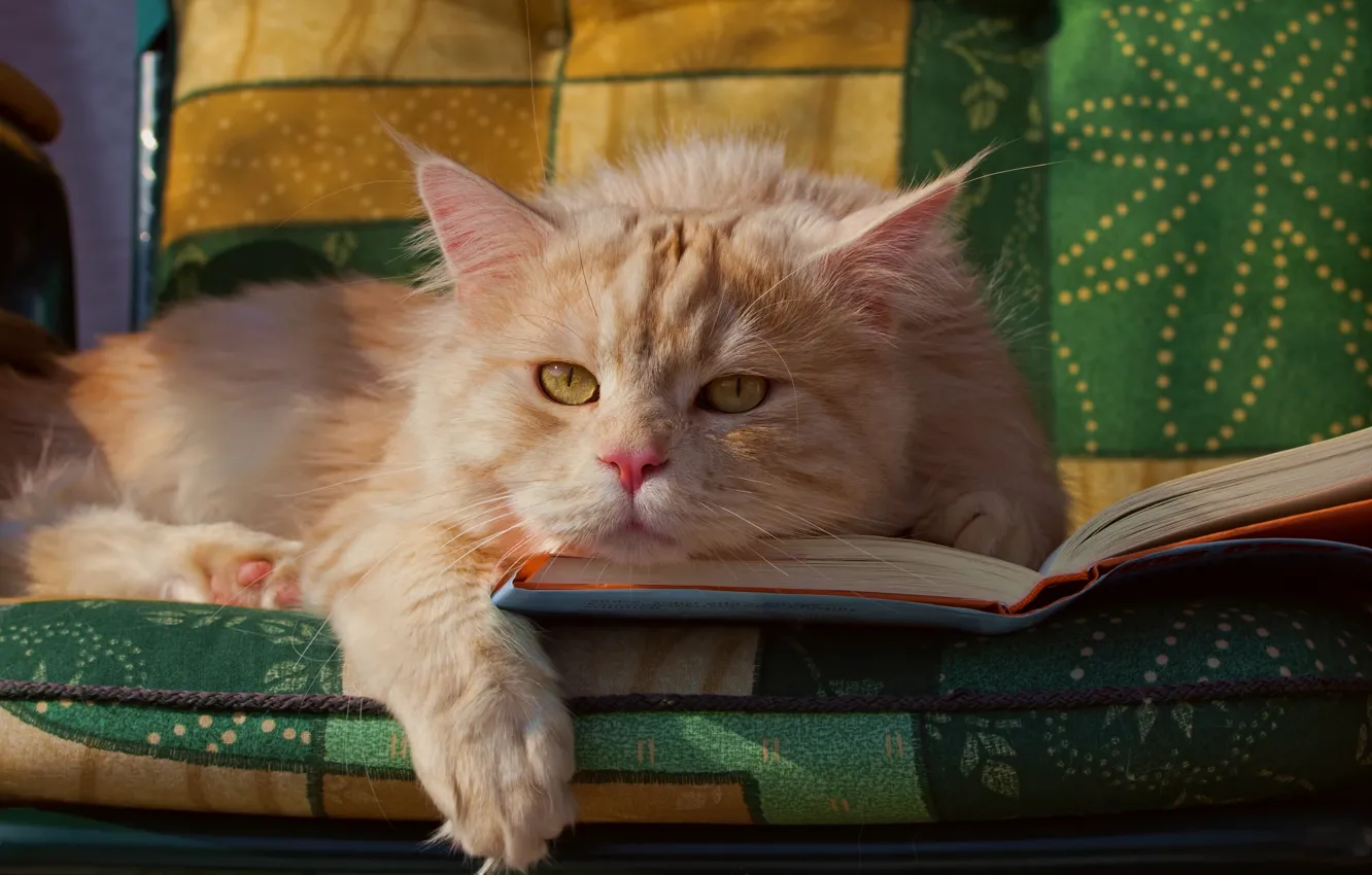 Фото обои кот, взгляд, рыжий, мордочка, книга, лапка, котейка
