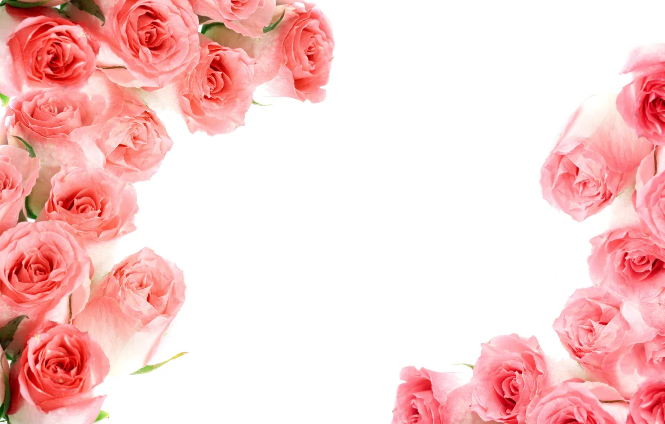 Фото обои розы, pink, flowers, roses, розовые розы