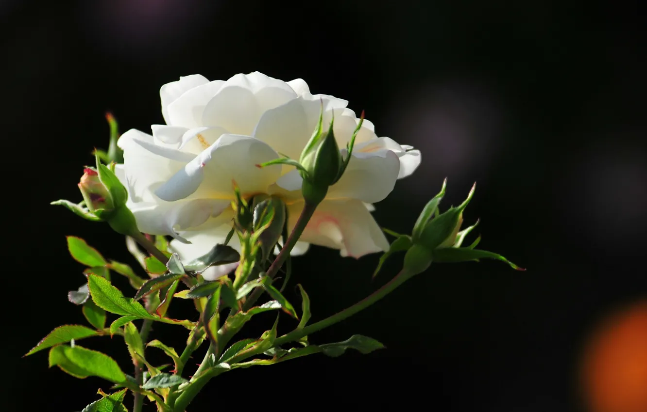 Фото обои цветок, фото, роза, утро