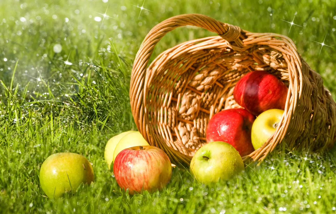 Фото обои трава, капли, роса, блики, корзина, яблоки, зеленые, красные