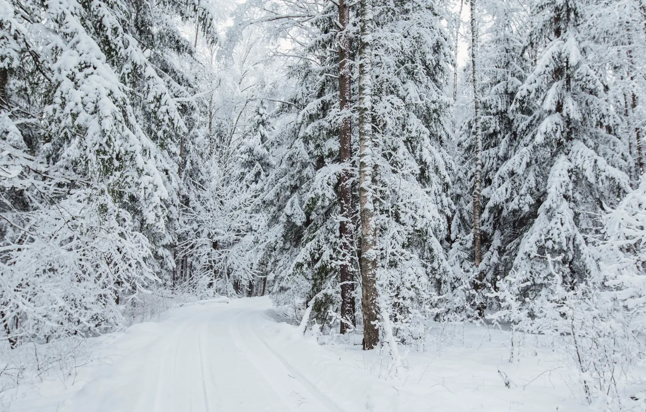 Фото обои зима, дорога, лес, снег, пейзаж, пасмурно, снегопад, зимний лес
